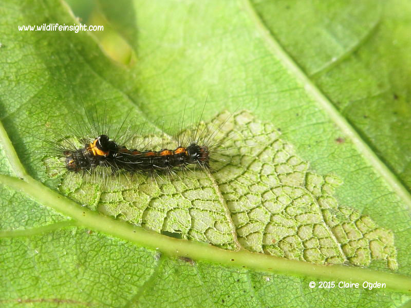 Dark Dagger 10mm caterpillar (Acronicta tridens) feeding on Oak © 2014 Steve Ogden
