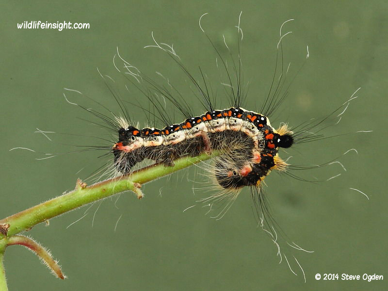Dark Dagger moth fully grown 35mm caterpillar Acronicta tridens © 2014 Steve Ogden