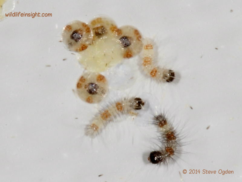 Dark Dagger larvae emerging (Acronicta tridens) © 2014 Steve Ogden