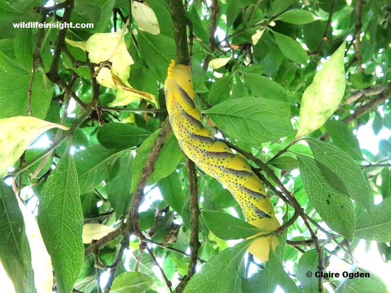 Death's Head Hawkmoth caterpillar feeding in a spindle tree -photo Claire Ogden.