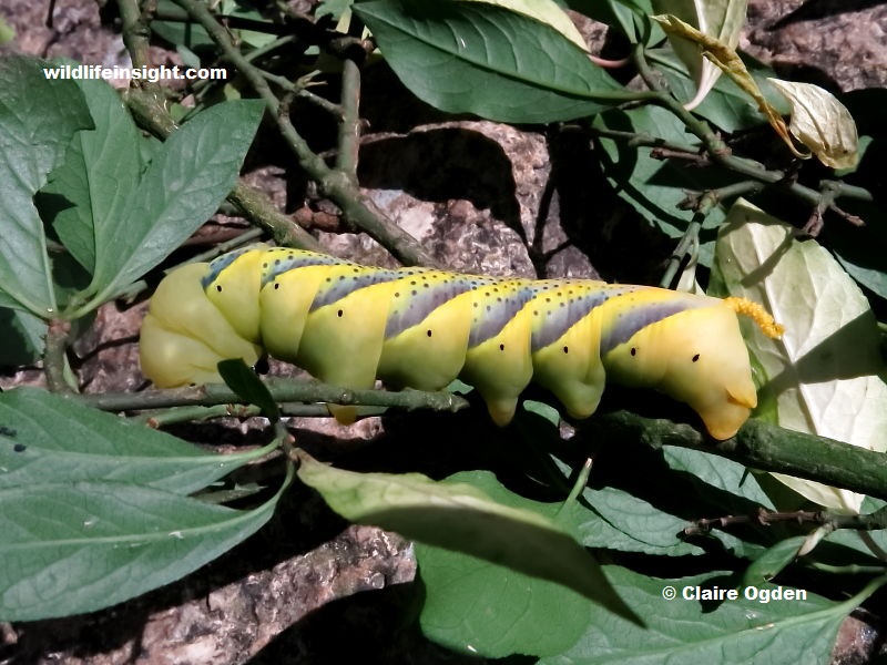 Death's Head Hawkmoth caterpillar in Cornwall photo Claire Ogden.