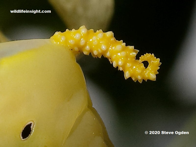 Yellow tail horn of fully grown Death's Head Hawkmoth caterpillar photo Steve Ogden
