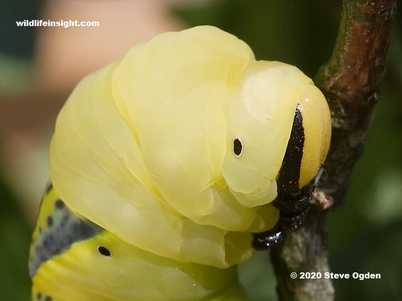 Head of Death's Head Hawkmoth caterpillar photo Steve Ogden