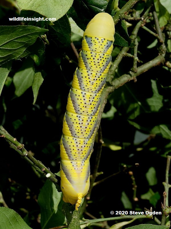 Death's Head Hawkmoth caterpillar feeding on the leaves of a Spindle Tree in a Cornish garden photo Steve Ogden.