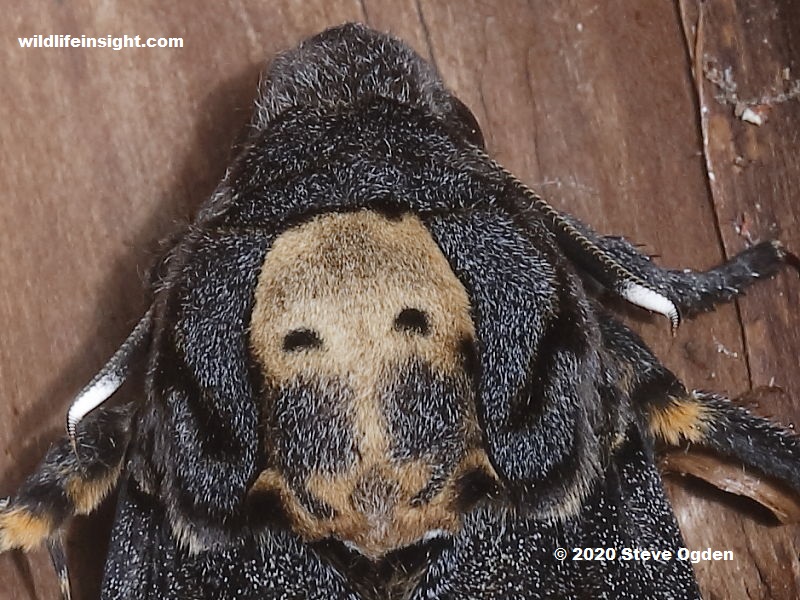 Human skull-like pattern on thorax of Head of Death's Head Hawkmoth photo Steve Ogden