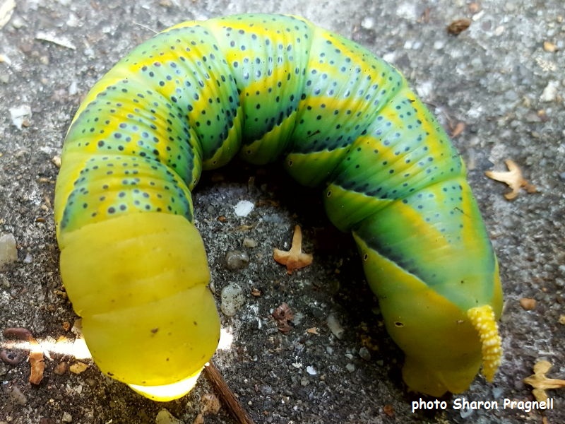 Death's Head Hawkmoth caterpillar on the Isle of Wight photo Sharon Pragnell