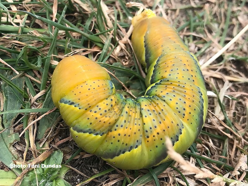 Death's Head Hawkmoth caterpillar in Norfolk, Uk recorded by Toni Dundas