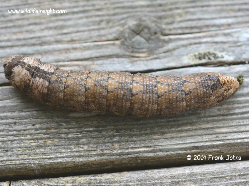 Death's Head Hawkmoth caterpillar recorded by Frank Johns on The Lizard, Cornwall, UK