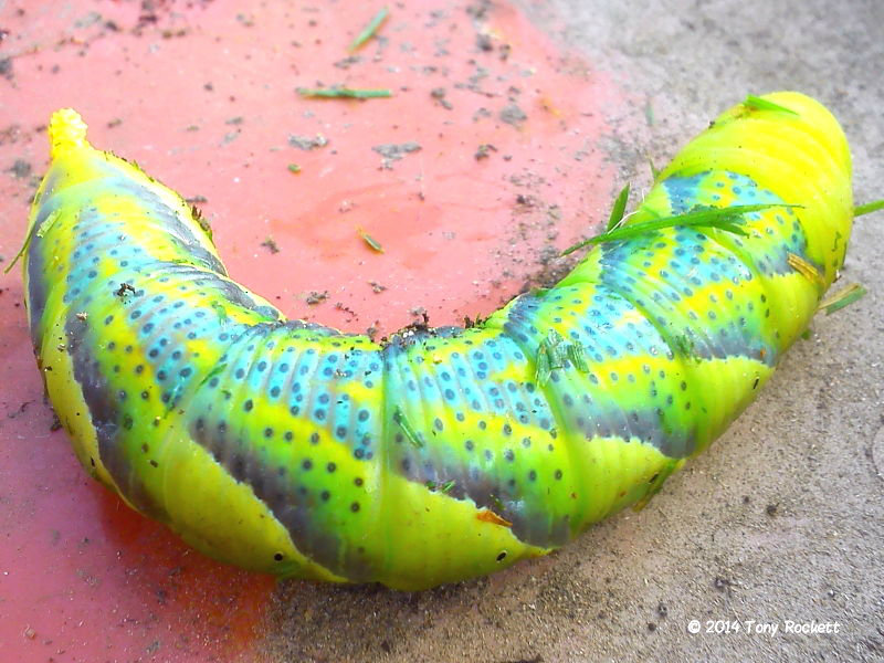 A caterpillar found in a Southampton garden by Tony Rockett