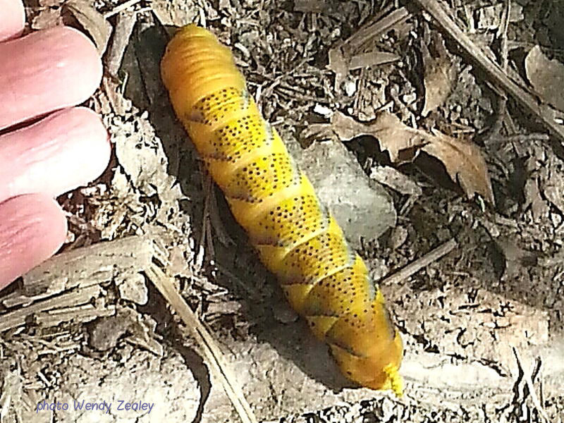Death's Head Hawkmoth caterpillar in search of pupating site Wendy Zealey  