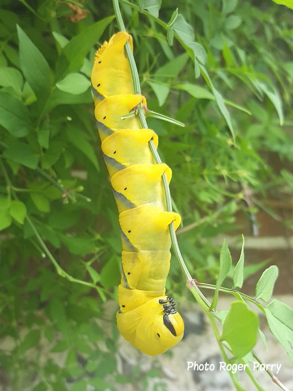 Death's Head Hawkmoth caterpillar recorded feeding on jasmine in his Southampton garden by Roger Parry