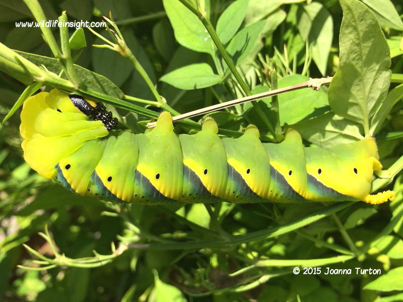 Death's-head Hawkmoth caterpillar yellow form feeding on Jasmine in Hertfordshire, UK © 2015 Joanna Turton