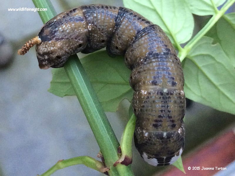 British moth caterpillar galleries Wildlife Insight