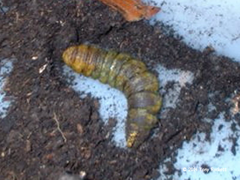Unearthed pupating Death's Head Hawkmoth caterpillar successfully overwintered inside by Tony Rockett.