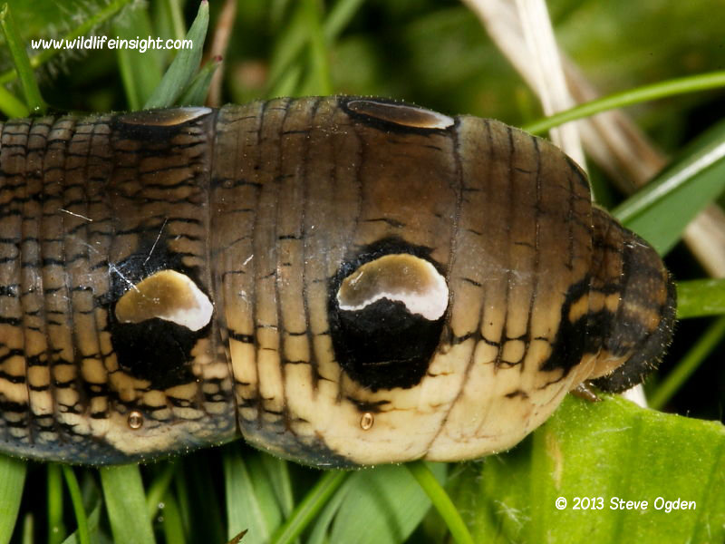 Elephant Hawk-moth caterpillar head (Deilephila elpenor) © 2013 Steve Ogden