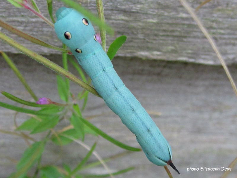 Elephant hawkmoth caterpillar unusual blue form on lesser willowherb cheshire UK  photo Elizabeth Deas 