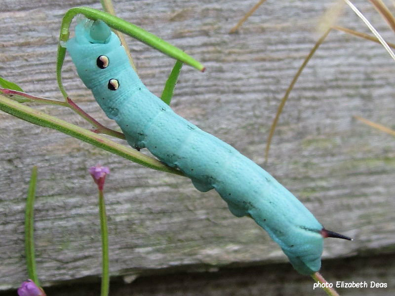 Elephant hawkmoth caterpillar (Deilephila elpenor) unusual blue form on lesser willowherb cheshire UK  photo Elizabeth Deas