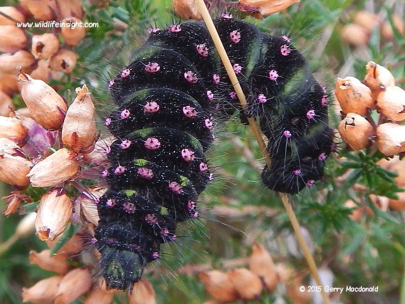 Emperor moth and caterpillar Saturnia pavonia Wildlife Insight