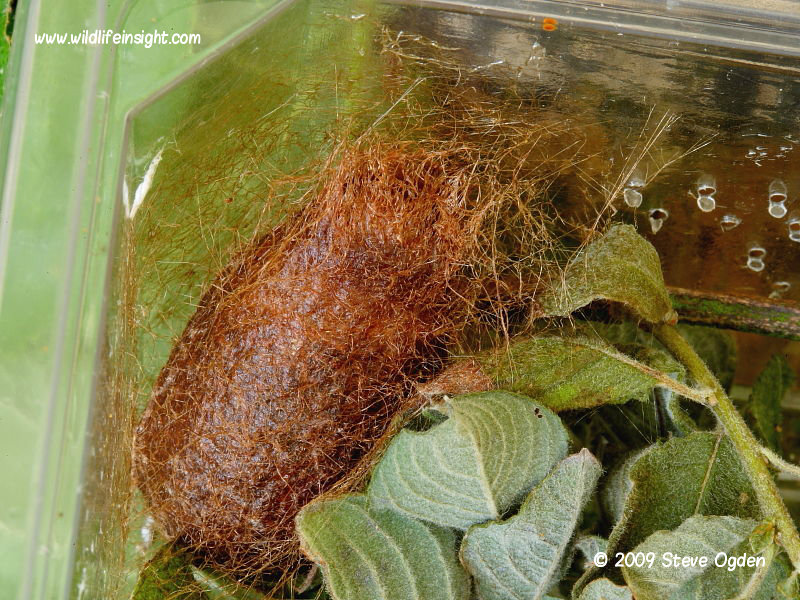 Emperor moth cocoon in plastic rearing container © 2009 Steve Ogden