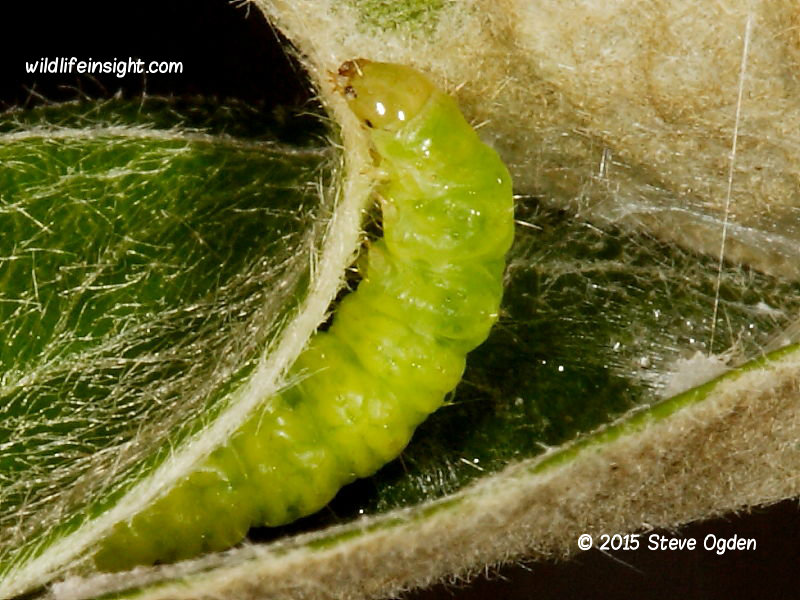 Epiphyas postvittana Light Brown Apple Moth caterpillar © 2011 Steve Ogden