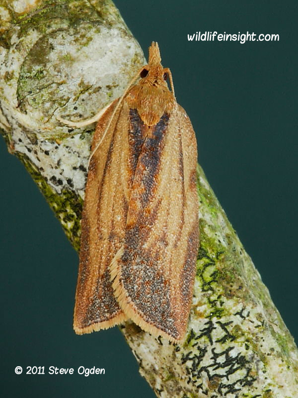 Epiphyas postvittana Light Brown Apple moth © 2011 Steve Ogden