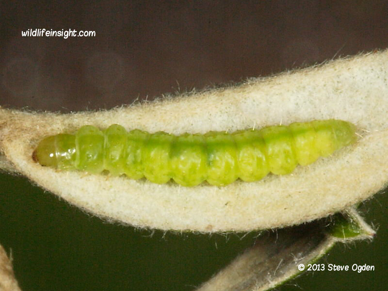 Epiphyas postvittana Light Brown Apple moth caterpillar © 2013 Steve Ogden