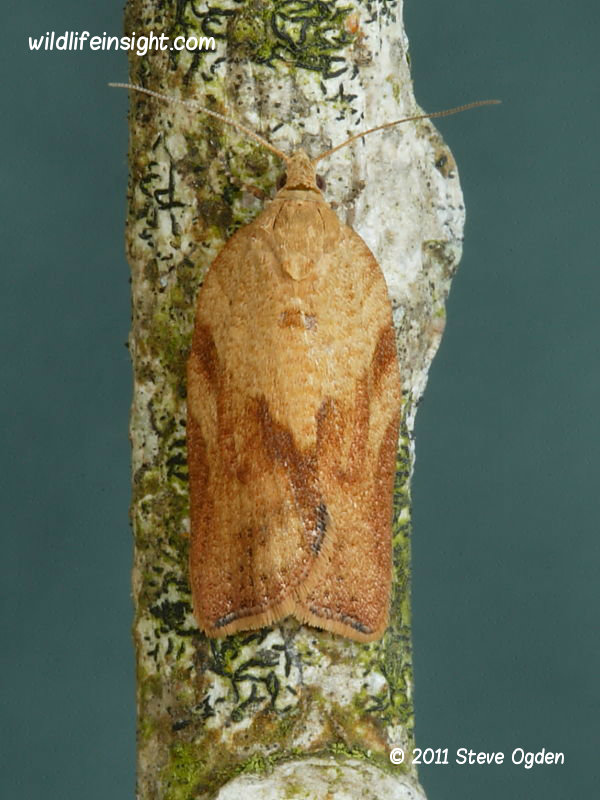 Epiphyas postvittana Light Brown Apple moth © 2011 Steve Ogden