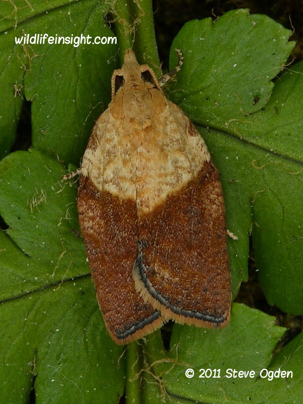 Epiphyas postvittana light brown apple moth © 2011 Steve Ogden