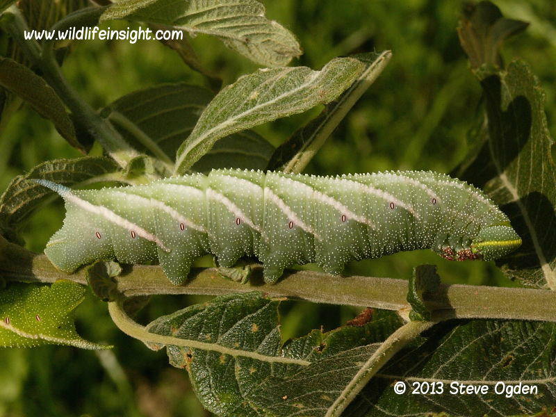 Eyed Hawkmoth 70mm fully grown caterpillar (Smerinthus ocellata) © 2013 Steve Ogden