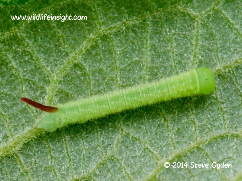 Eyed Hawkmoth Smerinthus ocellata larva 5mm two day old © 2014 Steve Ogden