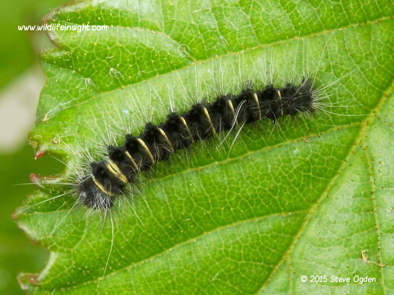 3 day old Fox moth caterpillar  © 2015 Steve Ogden