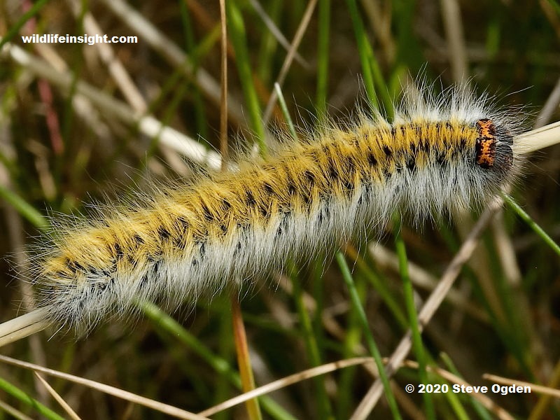 Fully grown brown yellowy form of Grass Eggar caterpillar in sand dunes at a North Cornish coastal site.