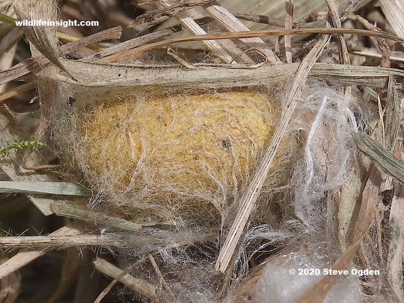 Grass Eggar caterpillar cocoon formed amongst dried grass stems.