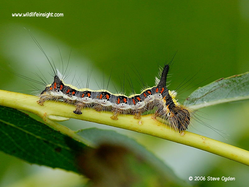 Grey Dagger caterpillar (Acronicta psi) fully grown © 2006 Steve Ogden