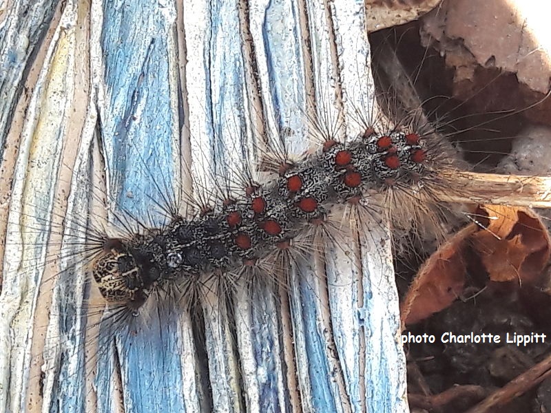 Gypsy Moth caterpillar (Lymantria dispar) London UK photo Charlotte Lippitt