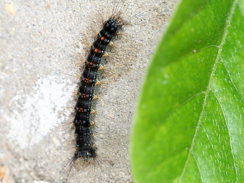 Gypsy Moth caterpillar (Lymantria dispar) on wisteria London photo Isabella Read