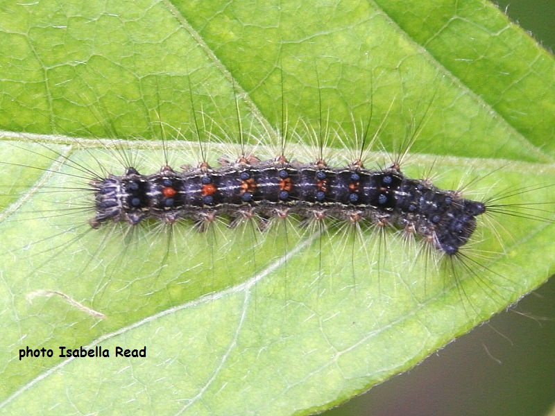 Gypsy Moth caterpillar (Lymantria dispar) on wisteria London photo Isabella Read