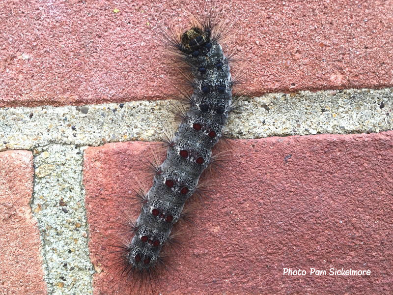 Gypsy moth caterpillar (Lymantria dispar) Hampton London photo Pam Sickelmore