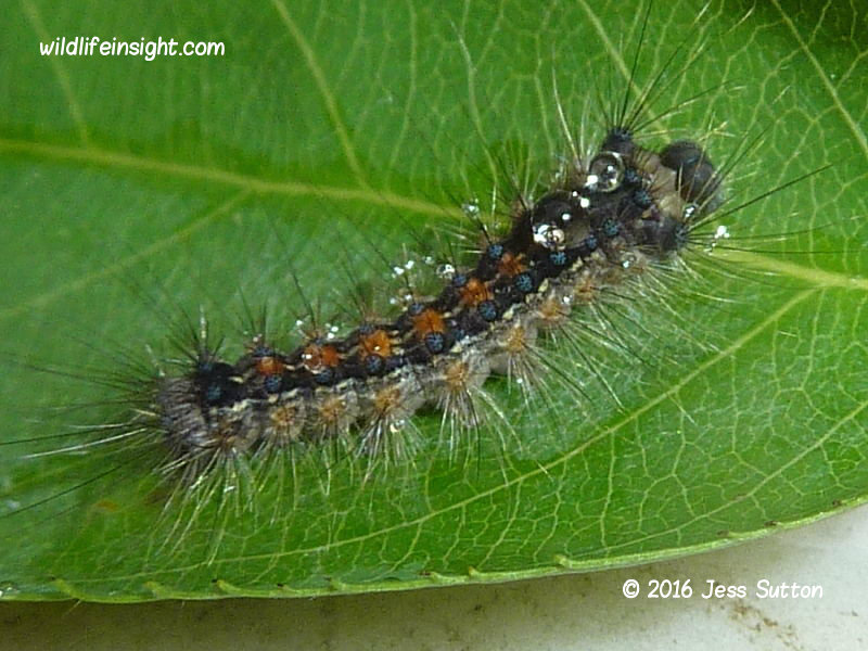 Gypsy moth caterpillar Lymantria dispar part grown photo  Jess Sutton 