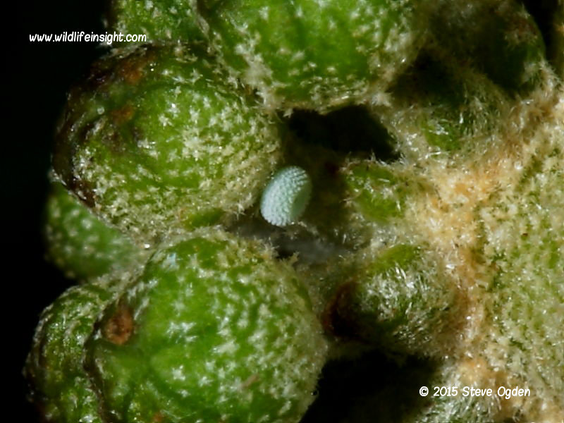Holly Blue butterfly egg 0.6mm laid under ivy bud © 2015 Steve Ogden