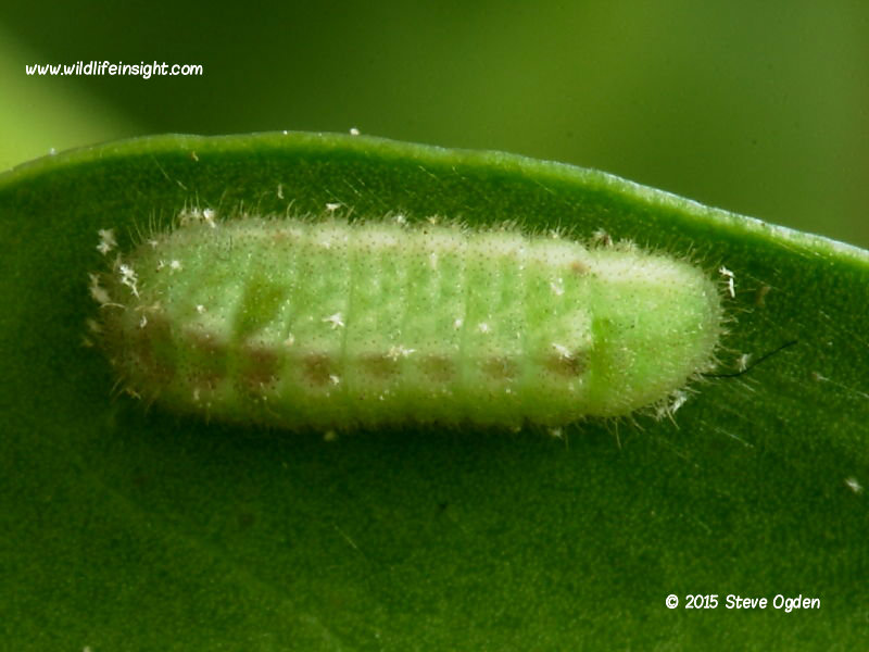 Holly Blue caterpillar preparing to moult on underside of  ivy leaf © 2015 Steve Ogden