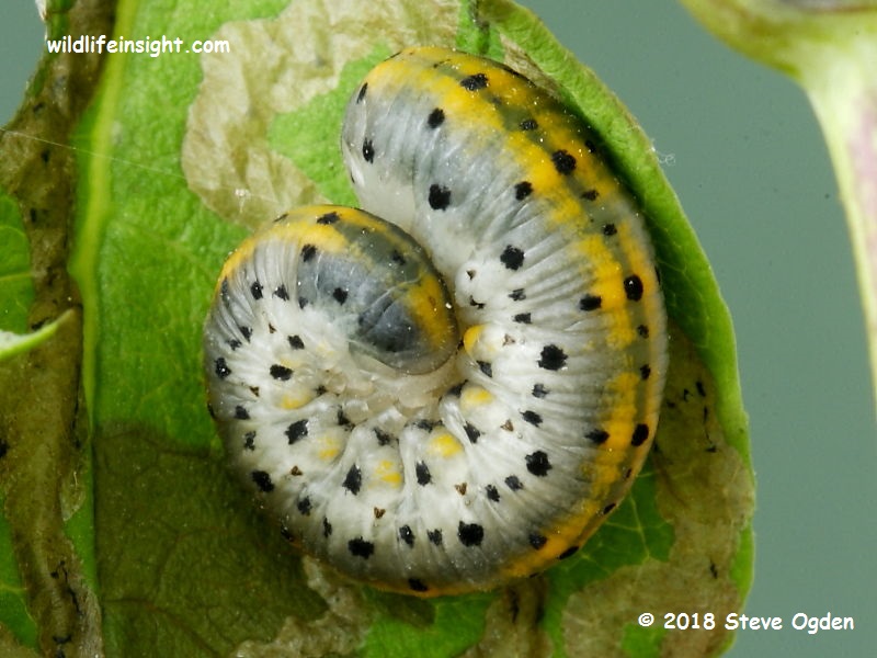 sawfly larva found on honeysuckle © 2018 Steve Ogden