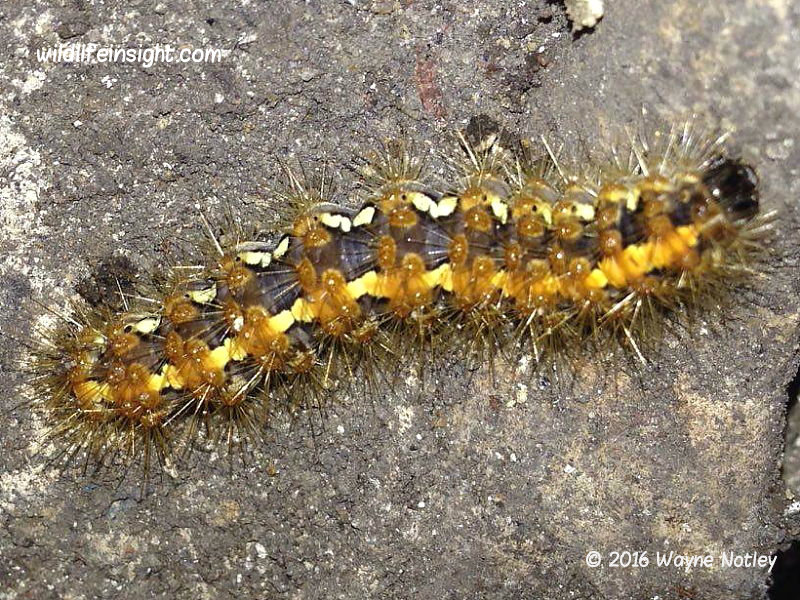 Jersey-Tiger-caterpillar-Euplagia quadripunctaria-photo- Wayne Notley
