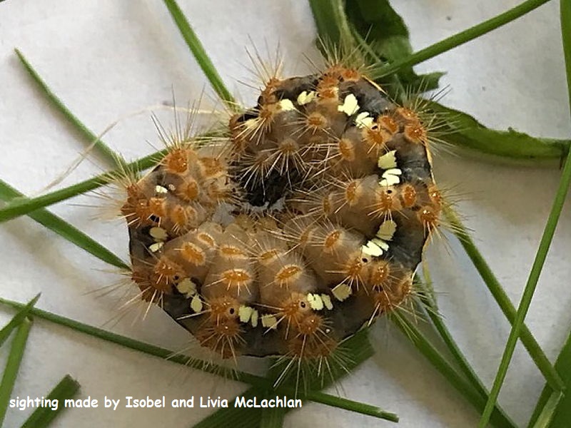Jersey Tiger moth caterpillar (Euplagia quadripunctaria) sighting Isobel and Livia McLachlan