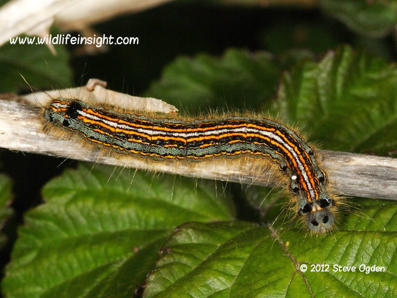 Lackey caterpillar dorsal view © 2012 Steve Ogden