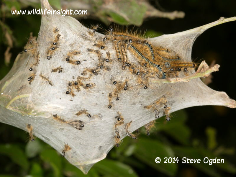 Lackey caterpillar silk web  © 2014 Steve Ogden