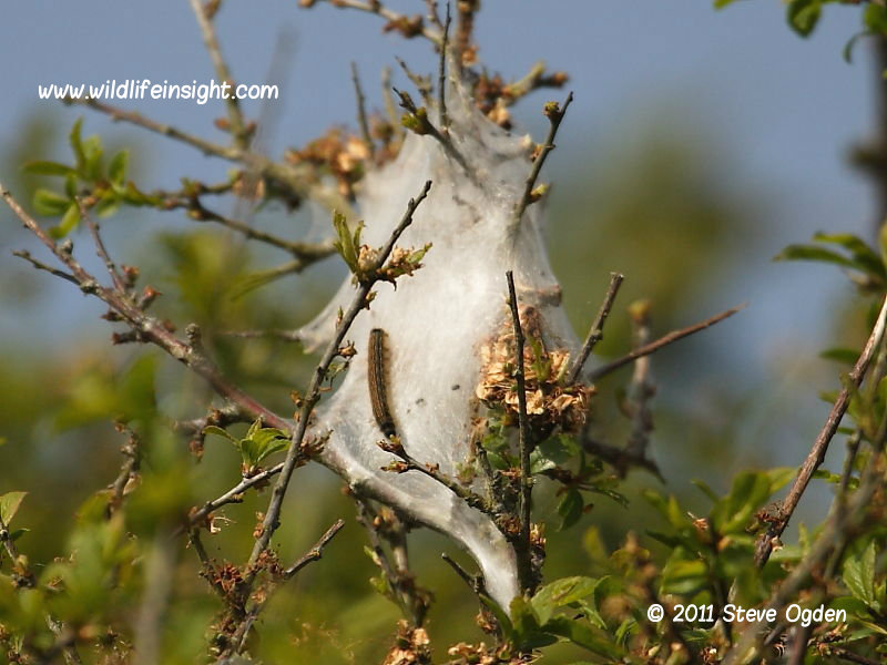 Lackey moth caterpillar web in Blackthorn tree © 2011 Steve Ogden