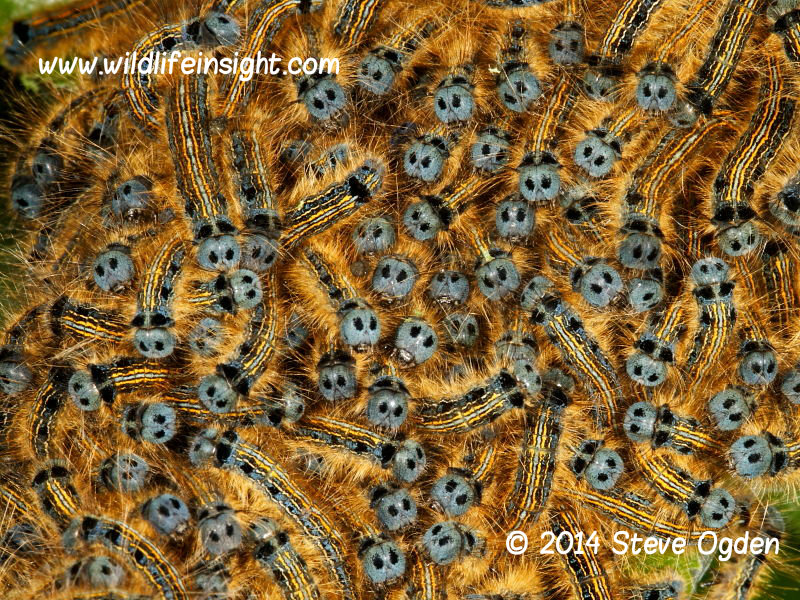 Lackey moth caterpillars in web © 2014 Steve Ogden