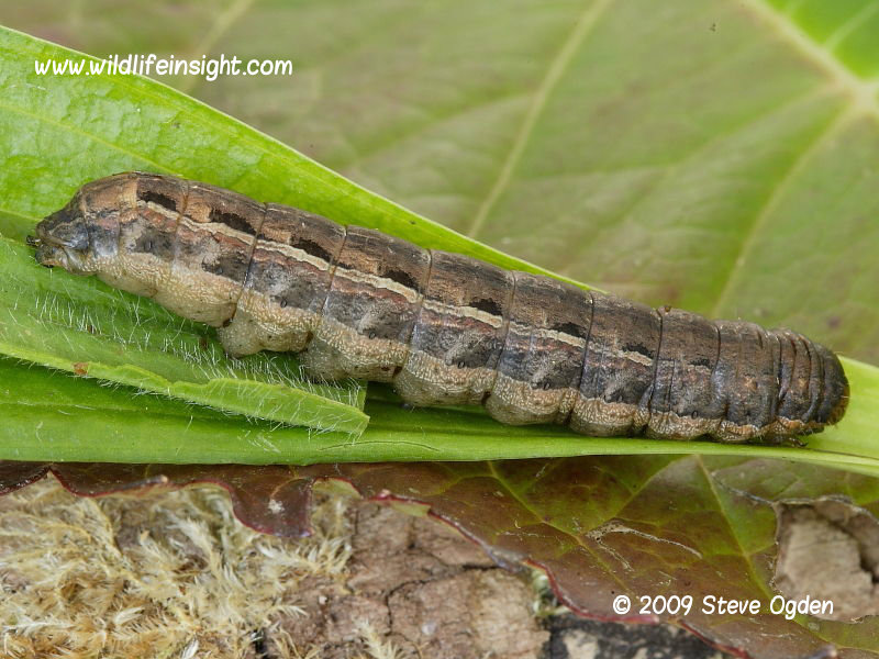 Large Yellow Underwing Noactua pronuba prepupating larva © 2009 Steve Ogden