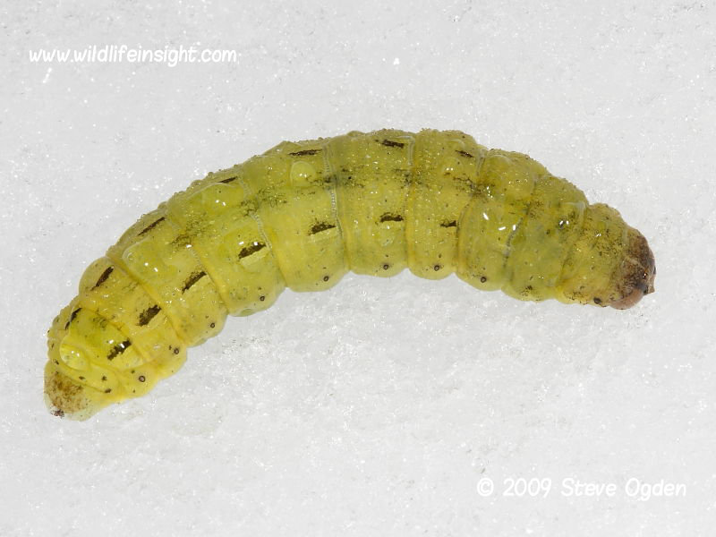 Large Yellow Underwing caterpillar found on snow © 2009 Steve Ogden